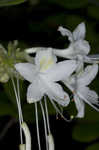 Alabama azalea